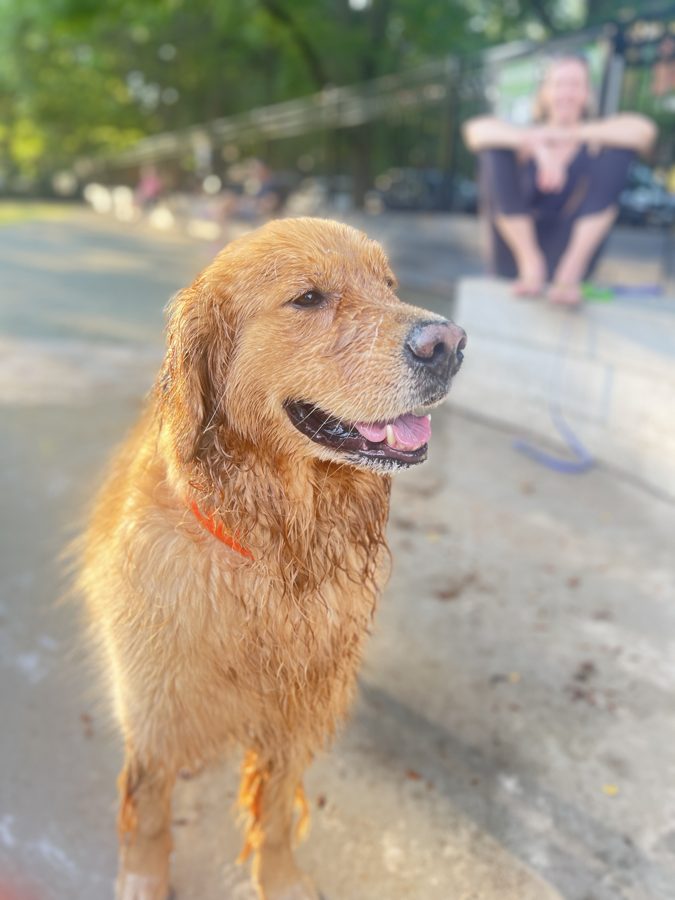 Gus, a golden retriever, smiling after a swim